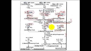 Branched chain amino acids BCAAs metabolism [upl. by Yeclehc]