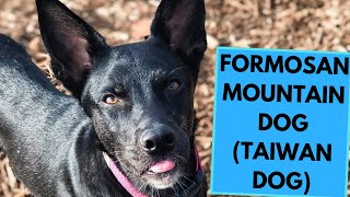 Formosan Mountain Dog  Taiwan Dog  TOP 10 Interesting Facts [upl. by Ploch]