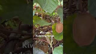 Kiwi tree in my Neighborhood food fruitslife in Japan [upl. by Osborne]