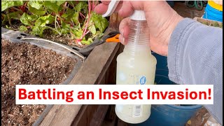 Battling an insect invasion with a Leaf Treatment [upl. by Dina]