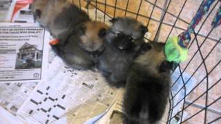 Pomeranian Puppies for sale in Michigan [upl. by Aihsilat313]