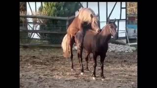 Pferde Zucht Video  Pferd Mühe für Hengst [upl. by Kirwin]