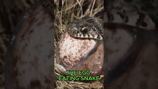 The Egg Eating Snake [upl. by Ayoj163]