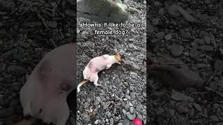 Life with a Female Dog What to Expect dog pets jackrussel dogowner doglife petowner pet [upl. by Vachill]