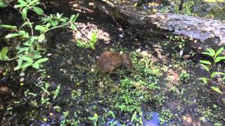 Болотный кролик Sylvilagus palustris Marsh rabbit 070416 — в Sawgrass Lake Park [upl. by Eilyab986]