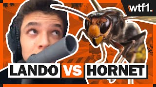 Funniest F1 Stream Ever  Lando Norris vs A Wasp [upl. by Barnaba413]