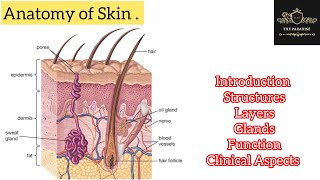 Anatomy of Skin in a simplified way 💁IntroductionStructurelayersGlandsClinicalsanatomy [upl. by Caputo]