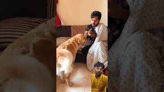 I have fiver dogs dog dogvideos dogshorts doglovers [upl. by Kazim183]