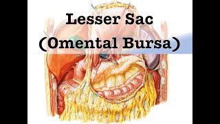 Lesser Sac Omental Bursa [upl. by Christan]