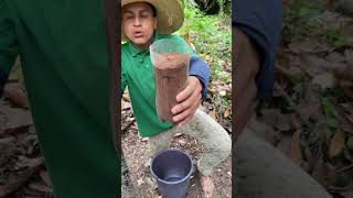 Capado de matas de lechosas plantas agricultura frutafrescatodoslosdias agriculture short [upl. by Merrie961]