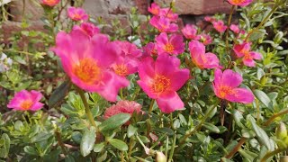 Purslane Flowers blooms in my garden🏡🏡 [upl. by Martella]