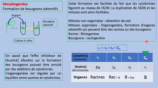 Phytohormones  Cytokinines  CROISSANCE ET Développements DES PLANTs SVI s5 [upl. by Edecrem]