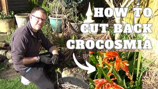 How to Cut Back Crocosmia  Pruning Crocosmias  How to Care for Crocosmia Plants in the Spring [upl. by Laina538]