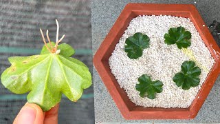 Challenge to grow Pelargonium peltatum in white stone [upl. by Rebmaed]