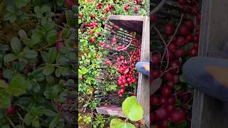 my special tools for picking berries harvesting cranberry lingonberry berryfarm blueberry [upl. by Olwen]