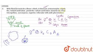 Write floral formula for a flower which is bisexual actinomorphic sepals five twisted aestivation [upl. by Ilrebmik]