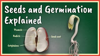 Seeds and Germination Explained [upl. by Ihculo796]