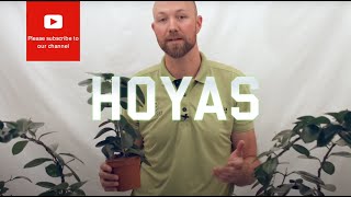 All you need to know about Hoyas Wax flower [upl. by Atla]