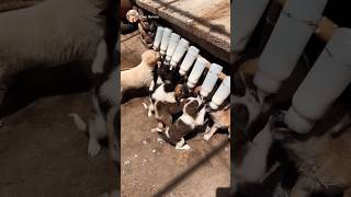 Puppies drink milk 🍼 puppy drink milk pets drink milk [upl. by Graehme717]