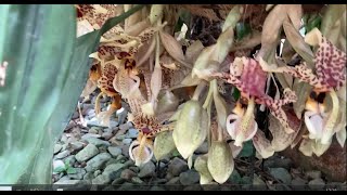 Crazy Stanhopea and Many Other Beautiful Things Orchids in Australia [upl. by Hodges116]