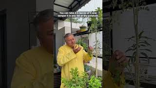 Moringa oleifera A Superfood with Amazing Health Benefits [upl. by Gutow763]