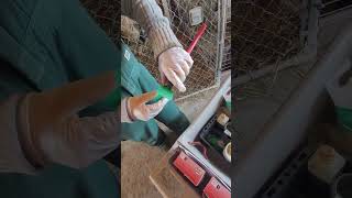 Lambing Jug  Tending to Ewe and Lamb Postpartum [upl. by Pamela872]