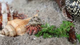 Coenobita Rugosus Hermit Crab In Tank [upl. by Nellie]