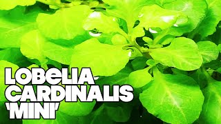 Lobelia Cardinalis Mini  3 Gallon Planted Tank [upl. by Orel]