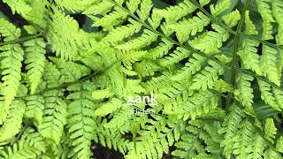 xĚąaná¸ľ lady fern [upl. by Nilyac]