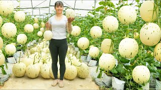 Harvesting Milk Melon Goes To Countryside Market Sell  Grow Clean Vegetable  New Free Bushcraft [upl. by Philbo249]