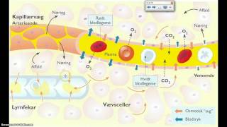 ilt og vand transport i kapillær [upl. by Tadeo]
