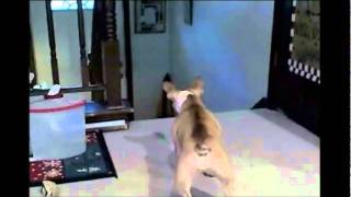 French bulldog vs cat [upl. by Naples808]