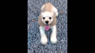 Cocker Spaniel Puppy For Adoption  5 Months  • Lady � [upl. by Anauqes226]