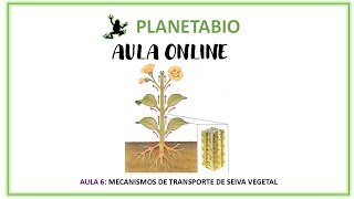 Aula 6 online  Mecanismos de transporte seiva vegetal [upl. by Emersen]