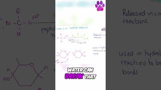 Water is an important metabolite disaccharides monomers alevelbiology biologyrevision edexcel [upl. by Acyre]