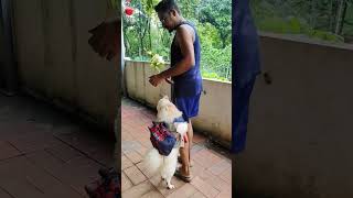 Back to school Puppy Love❤️❤️ Cute Puppeeee🥰 Appus❤️ reach reels dog reels pomarenian dog [upl. by Nojad356]