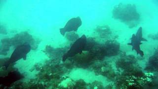 Snorkeling sur la plage de Redang  Malaisie 2010 [upl. by Laroy]