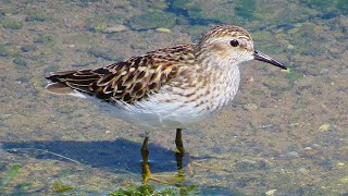 Least Sandpiper [upl. by Saxe]