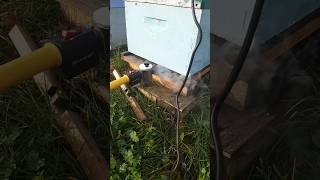 Varroa mite treatment for the bees [upl. by Doralynn]