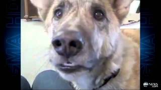 Talking Dog New Viral Video Sensation ABC [upl. by Rad]