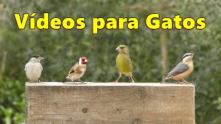 Videos para Gatos Deleitar  TV Gato [upl. by Claudelle488]