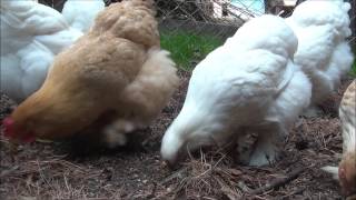 GALLINAS DE COCHINCHINA  COCHIN CHICKENS [upl. by Haidedej509]