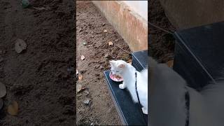 ഞങ്ങളുടെ അമ്മുക്കുട്ടി🫶❤️ petlovers pets catlove Kochappayummolum like comments subscribe [upl. by Ahsien]