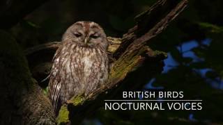 British Birds  Nocturnal Voices [upl. by Aleahc]