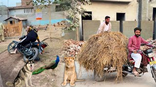 Animals Rkhe Hain To Kam To Krne Pren Gy😍 [upl. by Clothilde]