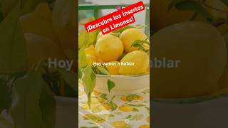 ¡Descubre los Insertos en Limones [upl. by Dreher338]