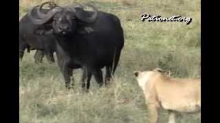 ライオン VS バッファロー Wild animals in Africa  lion vs buffalo [upl. by Artenak]