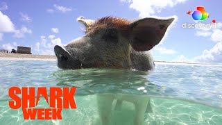 Whaaat Swimming Pigs in the Bahamas  Pig vs Shark  discovery [upl. by Nivek]