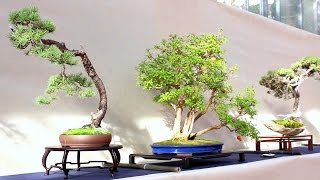 Sakka Ten Autumn Bonsai show Rome [upl. by Kedezihclem536]