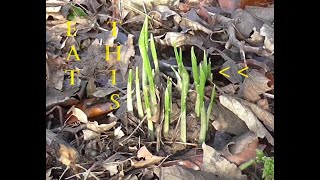 Foraging Wild Garlic And Preparation [upl. by Lopes]